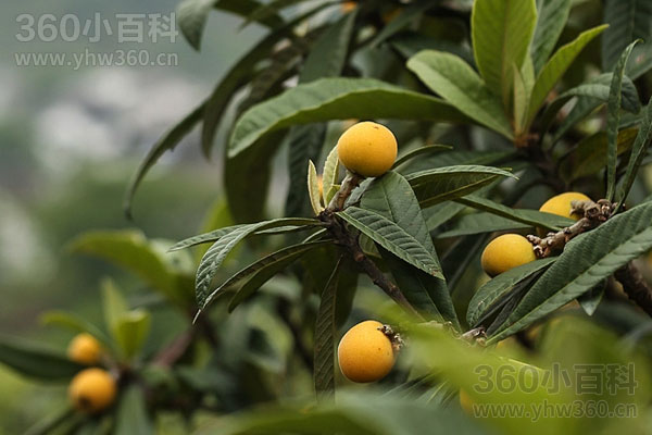 枇杷叶煮水的功效与作用及禁忌