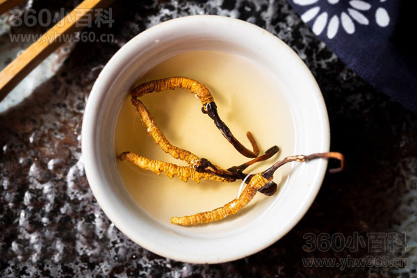 冬虫夏草泡水的功效与正确饮用方法