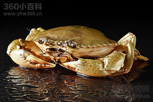 螃蟹吃什么？自然与人工饲养食物全解析
