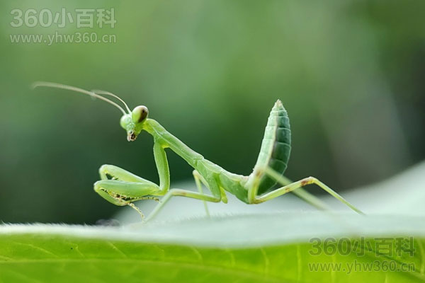 螳螂的天敌有哪些？全面解析螳螂的自然克星